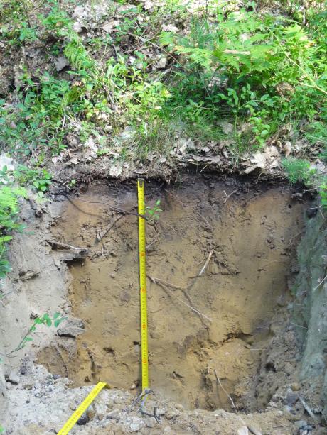 Odbiór I etapu prac siedliskowo – glebowych w Nadleśnictwie Bobolice.